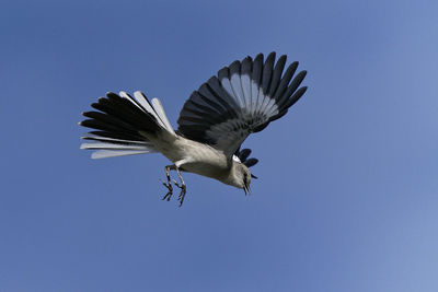 Low angle view of bird flying against clear blue sky