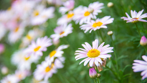 Close-up of white daisy blooming outdoors