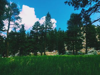 Trees on field against sky
