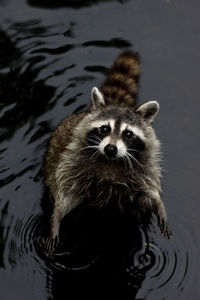 Portrait of raccoon in lake
