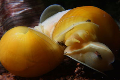 Close-up of bananas on table