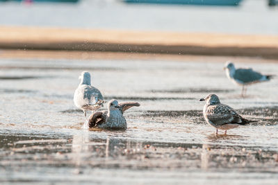 Birds perching on a lake