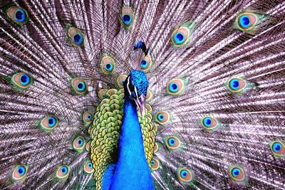 Close-up portrait of peacock