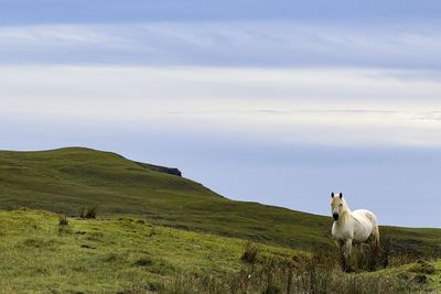 Sheep in a field