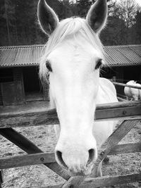 Portrait of horse in stable