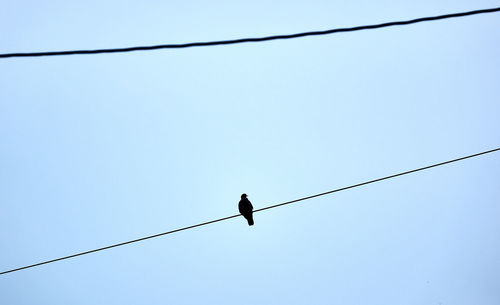 Low angle view of bird perching on cable against clear sky