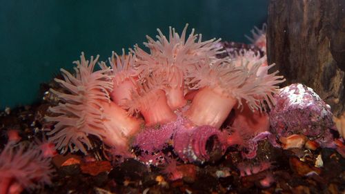 Close-up of coral in sea