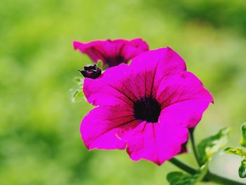 Close-up of purple flowers blooming