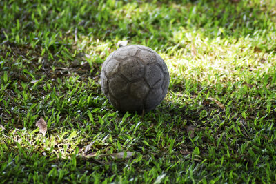 grass