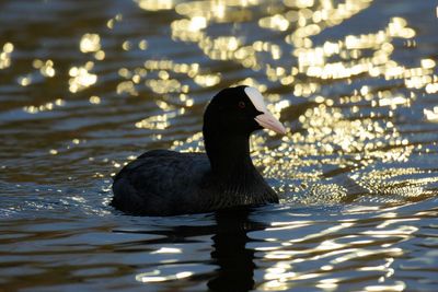 Coot swimming in lake