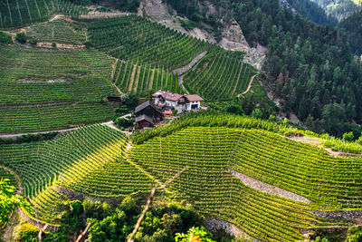 Sky top view of vineyards in trentino alto adige