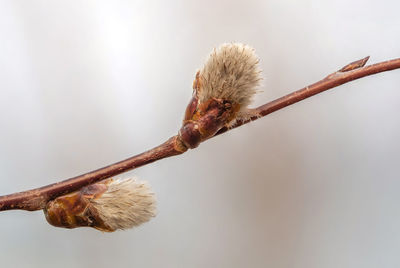 Close-up of dried plant on branch