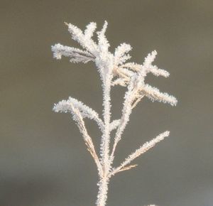 Close-up of flower against blurred background