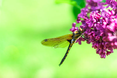 Large yellow dragonfly with a black back and transparent wings sits close-up on a branch of lilac.