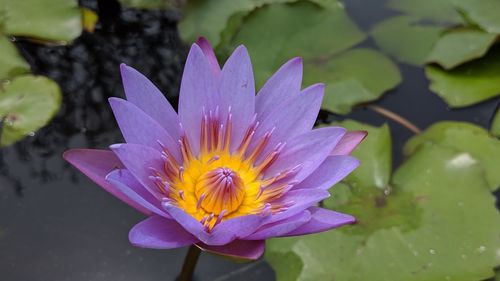 Close-up of water lily in lake