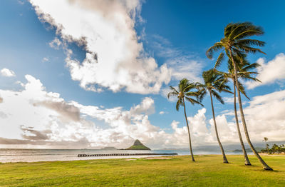 Scenic view of palm trees on field against sky