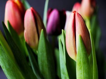 Close-up of tulips