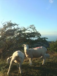 Sheep in a field