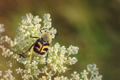 Close-up of butterfly pollinating on flower