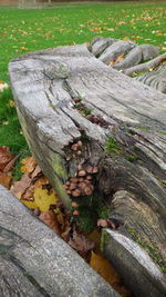 Wooden logs on grassy field