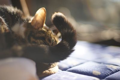 A tabby cat wagging her tail with sleepy feeling