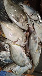 High angle view of fish for sale in market