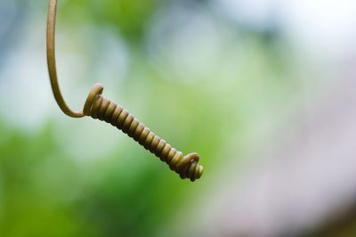 Close-up of tendril