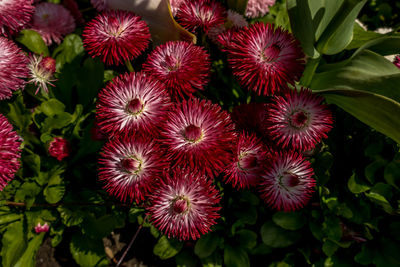 High angle view of red flowering plants