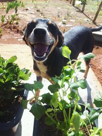 Close-up portrait of dog against plants