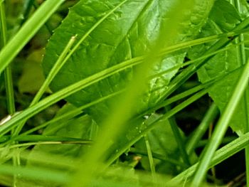 Close-up of fresh green grass