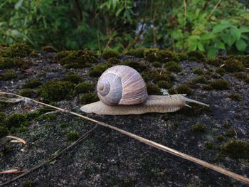 Close-up of snail on ground