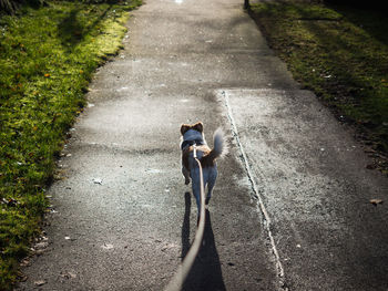 High angle view of dog on road