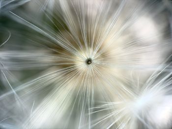 Full frame shot of palm tree