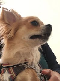 Close-up of man holding dog