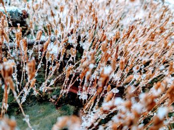 Close-up of snow covered trees in forest