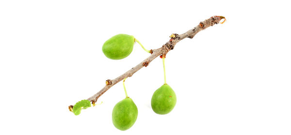 Close-up of fruit against white background