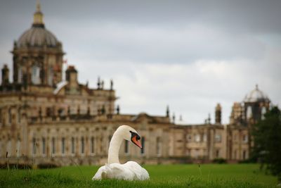 White swan on built structure against the sky