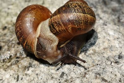 Close-up of snail