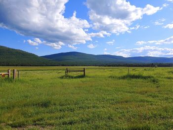 Scenic view of field against sky