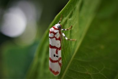 Close-up of insect on leaf