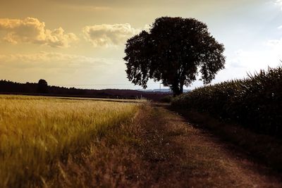 Scenic view of field against sky during sunset