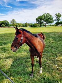 Horse in ranch