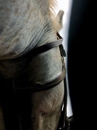 Close-up of a horse