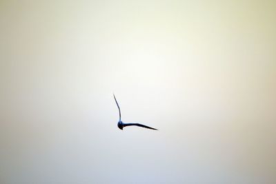 Low angle view of seagull flying against sky