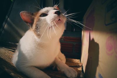 Close-up of cat resting on chair