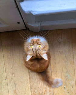 High angle view of cat on wooden floor