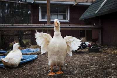 Ducks at poultry farm