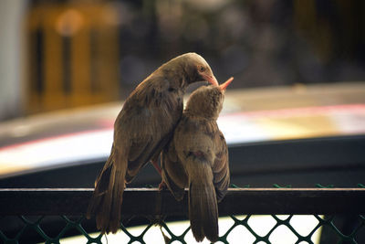 Birds perching on railing