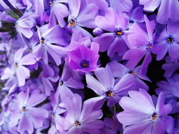 Full frame shot of purple flowering plants