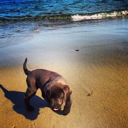 Dog on sand at beach